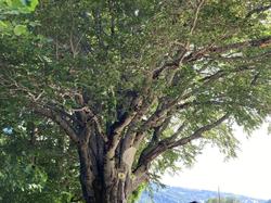 LIORAN 2025 27- Laveissière P du Cantal (M)