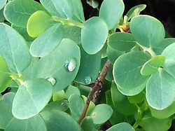 Praz sur Arly  du 24 juin au 1er juillet 2017