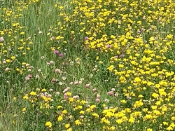 Praz sur Arly  du 24 juin au 1er juillet 2017