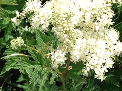 Praz sur Arly  du 24 juin au 1er juillet 2017