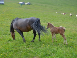 Praz sur Arly  du 24 juin au 1er juillet 2017
