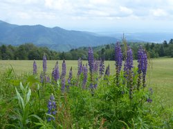 séjour Ramonchamp (Vosges)
