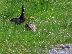 week-end du 2 et 3 juin 2018 lac du Der