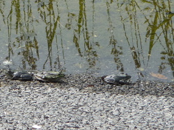 week-end du 2 et 3 juin 2018 lac du Der
