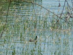 week-end du 2 et 3 juin 2018 lac du Der